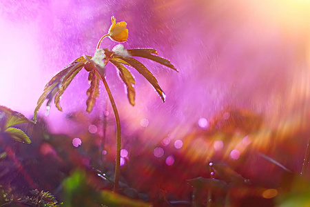 美丽的花的照片宏, 自然背景