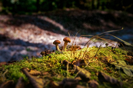 美丽的年轻棕色真菌在老树干, 剪影反对绿色苔藓和照亮与阳光的空气在秋天森林