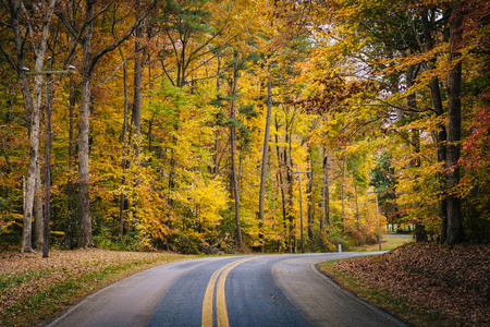 秋天的颜色，在马里兰州的怀伊岛附近的卡迈克尔路