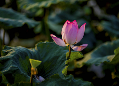 莲花植物阳光