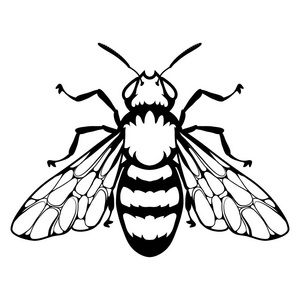 菜单设计蜂蜜罐无缝图案与蜜蜂素描矢量插画蜂蜜罐无缝图案与蜜蜂素描