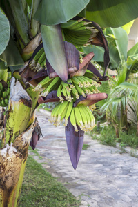 香蕉树与成熟的水果生长在花园特写在秋天的一天