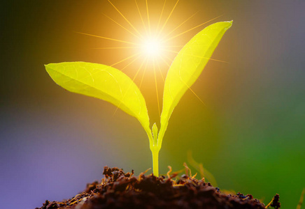 植物生长阳光图片-植物生长阳光素材-植物生长阳光插画-摄图新视界