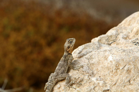 一只蜥蜴坐在一块大石头上, 晒太阳