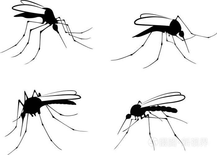 蚊子图片 简笔画图片
