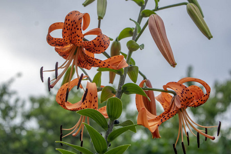 百合百合花盛开, 观赏橙开花植物, 黑色斑点, 对蓝天