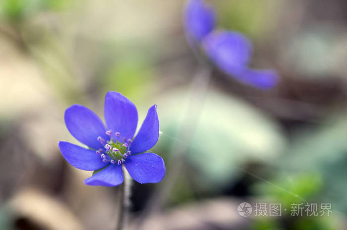 肝诺比利斯盛开 单蓝紫紫色小花 早春野花 褐色背景照片 正版商用图片0tf7m7 摄图新视界