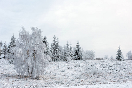 冬天的树木覆盖着霜霜和雪。