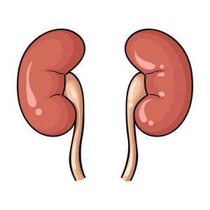 卡通肾脏图片
