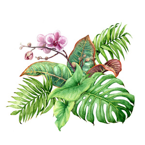 红色背景手绘手绘热带植物.