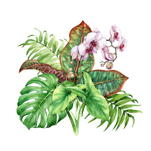 绿叶上的蝴蝶手绘热带植物.