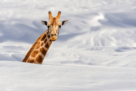长颈鹿在雪中