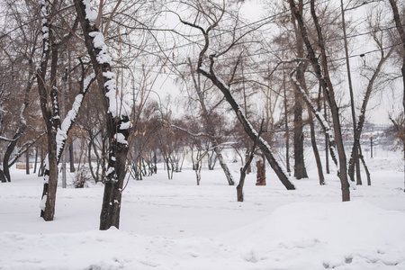 冬天在冰冻的森林里用雪把树擦干