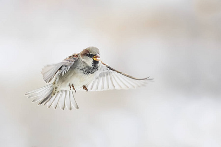 麻雀飞迅速的小鸟照片