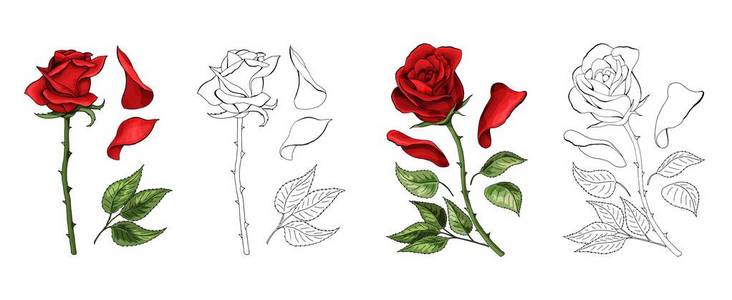玫瑰手绘和彩色。盛开的玫瑰花蕾。向量例证