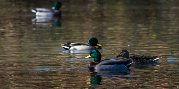 五颜六色的野鸭在十月下旬的池塘里, 金色的金色反射在水面上