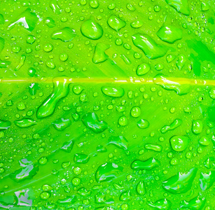 新鲜的绿色叶子上的水滴