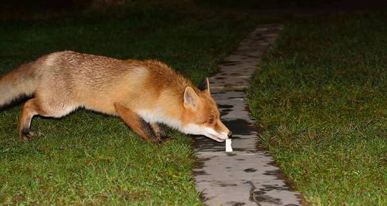 野生的美丽狡猾的狐狸