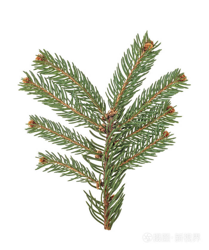 在白色背景上查出的冷杉分枝特写镜头圣诞树