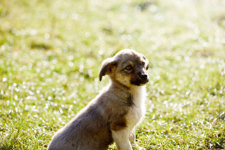 可爱的小狗坐在草地上
