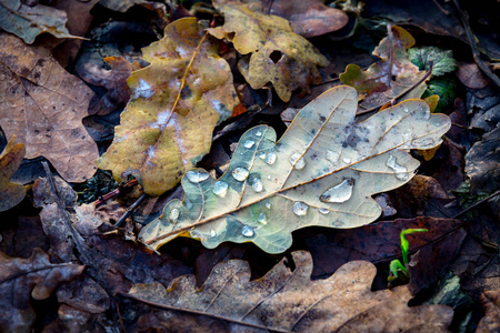 秋天的橡树叶用水下降