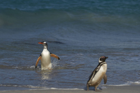 gentoo 企鹅 pygosselispapa 和麦哲伦企鹅 马美草 在福克兰群岛布莱克岛的一个大型沙滩上上岸