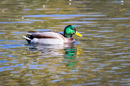 五颜六色的野鸭在十月下旬的池塘里游泳, 金色的秋色反射在水面上