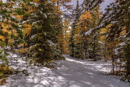美丽的秋林, 第一次降雪后, 在山的山坡上的绿色云杉和黄色的落叶松之间有一条雪路