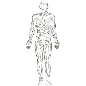 生物外人体的外轮廓照片