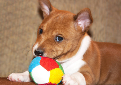 小狗玩球图片