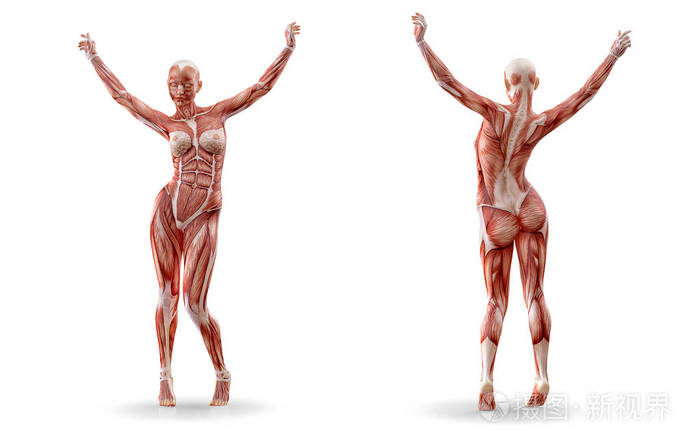 肌肉解剖女性的图锻炼, 隔绝.保健,健身,跳舞,饮食和运动理念.3d 插图