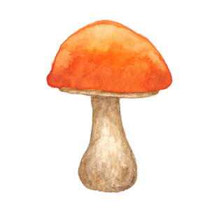 白色背景上具有水彩画质感的蘑菇