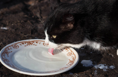 从碗里喝牛奶的猫