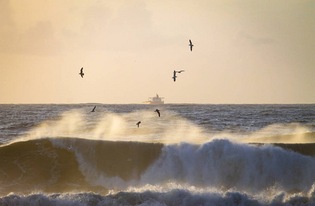 成群结队的海鸥在海洋中的巨浪之上飞行货船照片