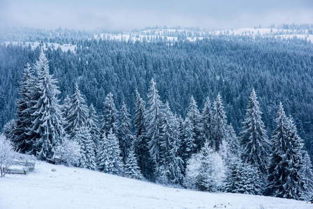 圣诞背景, 冬季风景雪覆盖森林