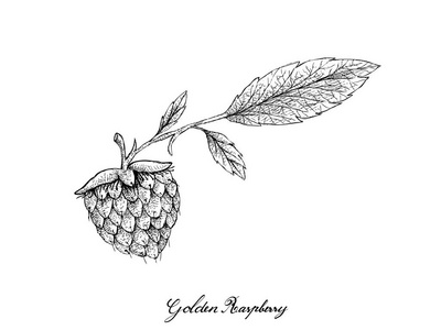 浆果水果 手绘素描美味的新鲜loganberry 的插图与绿叶隔离在白色的背景 维生素c 和b 含量高相似素材图片 摄图新视界 浆果水果 手绘素描美味的新鲜loganberry 的插图与绿叶隔离在白色的背景 维生素c 和b 含量高相似素材图片 摄图新视界