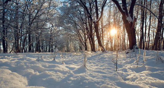 冬季景观与早晨的太阳