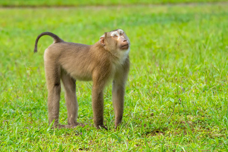 在考艾, 泰国国家公园散步草地上的野生棕色猴子