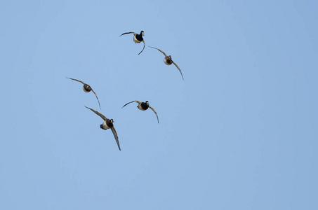 在蓝色的天空中飞翔的戒指颈鸭小群