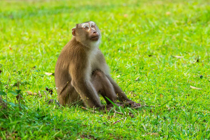 泰国国家公园考艾野生棕色猴子坐在草地上