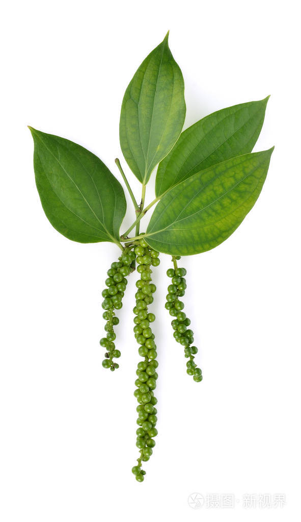 白色背景下的鲜绿色胡椒