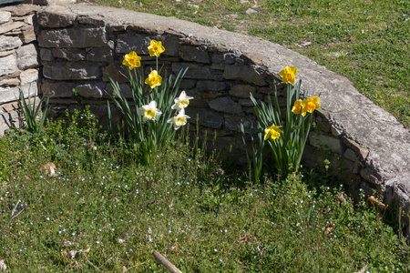 美丽的景色在开花, 花, 花园, 蓝天春天的颜色在韦尔巴尼亚在马焦雷湖