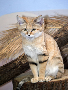 长长的腿,瘦阿拉伯橙色的猫野生沙猫外面看着沙滩和