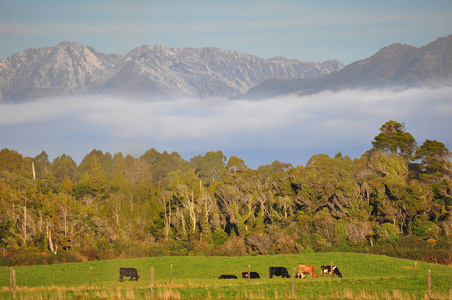 牛牛和在新西兰山