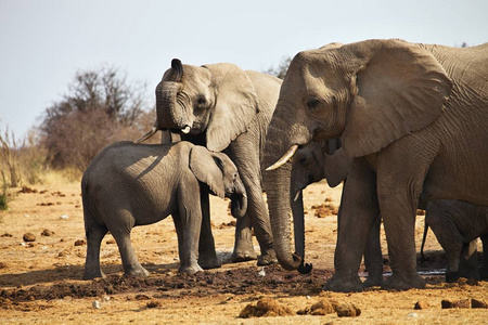 非洲大象, Loxodon 非洲, 饮用水在水坑埃托沙, 纳米比亚