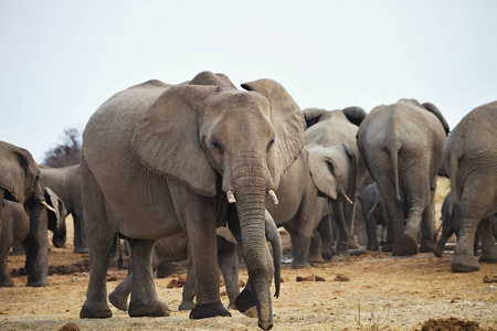 非洲大象, Loxodon 非洲, 饮用水在水坑埃托沙, 纳米比亚