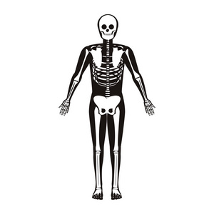 剪影男性系统骨与骨