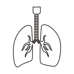 轮廓呼吸系统与肺照片
