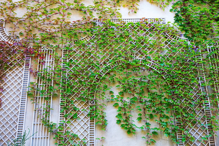 与攀登支持墙上的贴满葡萄藤照片