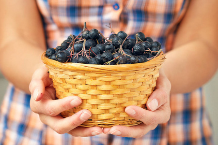 装满阿罗尼亚浆果的编织篮子黑色噎食莓